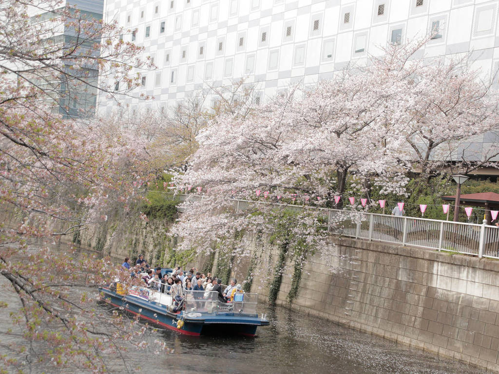 Zeal Cruise's Meguro River Cherry Blossom Cruise