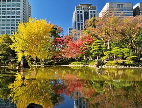 From golden tunnels to limited-time-only light-up spots: 10 great spots in Tokyo to visit on weekends to enjoy the autumn leaves.