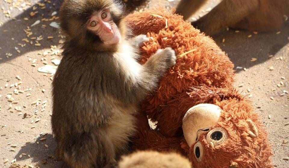 How to Meet the Globally Popular “Punch-kun”?