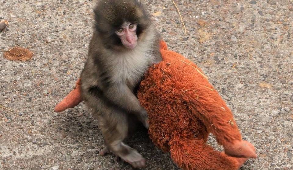 世界的な人気者「パンチくん」に会いに行くには？