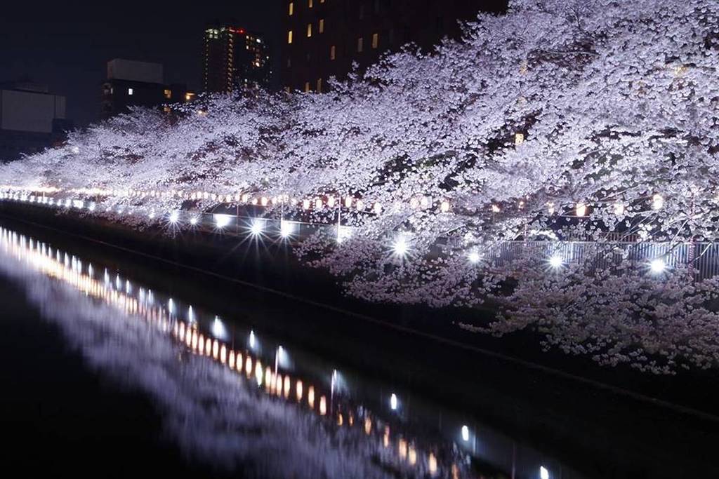 Experience traditional Japanese boats and light-up displays. “Oedo Fukagawa Sakura Festival” from March 20th