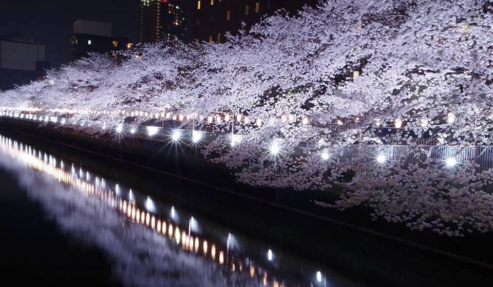 和船体験、ライトアップも。「お江戸深川さくらまつり」3月20日から