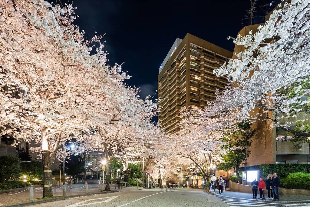 Enjoy Cherry Blossom Tunnels and Gourmet Food at “Ark Hills Sakura Festival 2026” Starting March 27