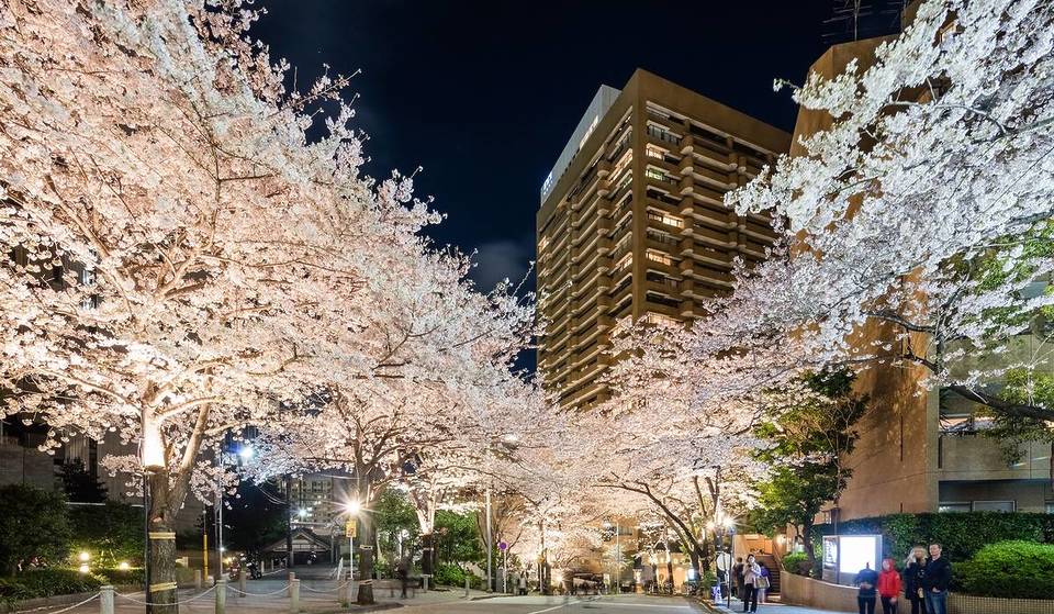 桜トンネルとグルメを楽しむ「アークヒルズ さくらまつり 2026」3月27日から