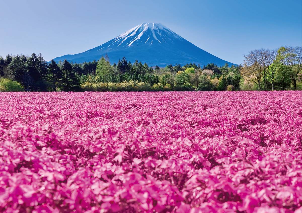 A Spectacular Spring View of Mt. Fuji and Pink Moss Phlox: Fuji