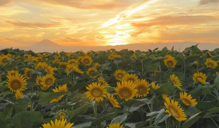 Bathed in the setting sun, the sunflower field glows golden. At Soleil no Oka in Yokosuka, 100,000 sunflowers of two varieties are set to bloom in early August
