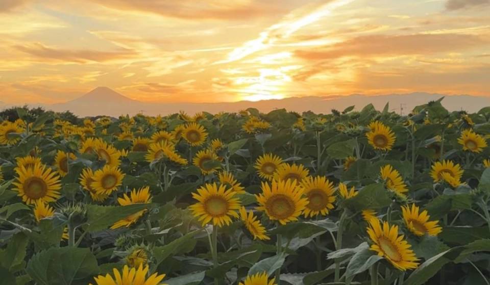 Bathed in the setting sun, the sunflower field glows golden. At Soleil no Oka in Yokosuka, 100,000 sunflowers of two varieties are set to bloom in early August