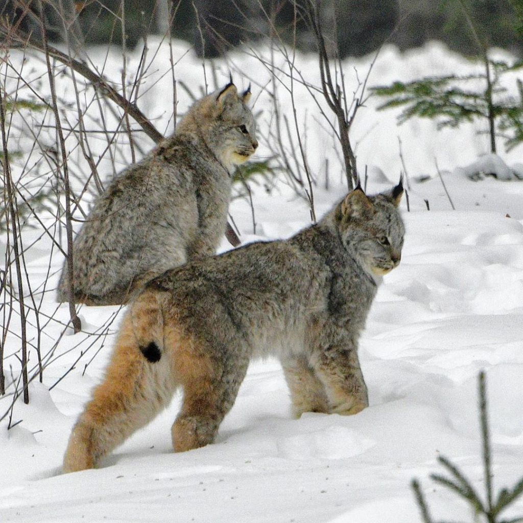 Phenomenal Snowy Photos Of Winter Wildlife Native To Ontario phenomenal-snowy-photos-of-winter-wildlife-native-to-ontario