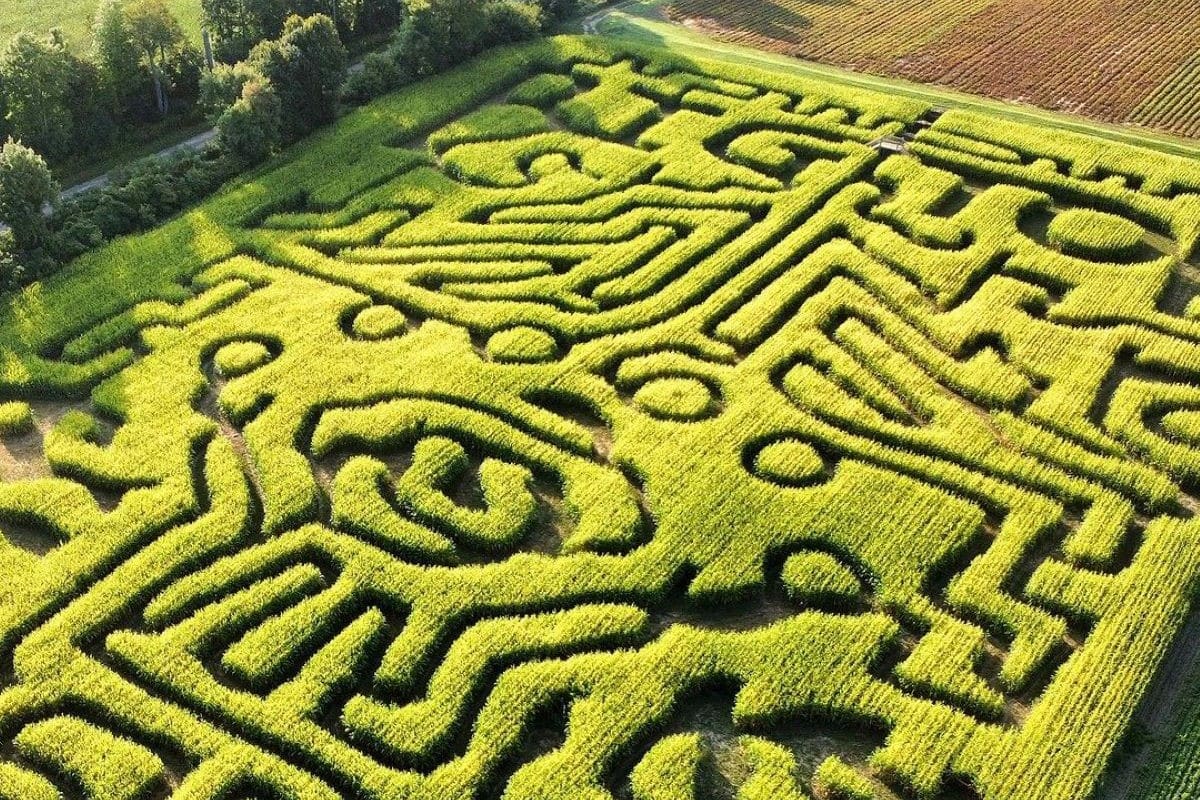 There's An Epic CircusThemed 6.5 Acre Corn Maze At This Farm Near Toronto