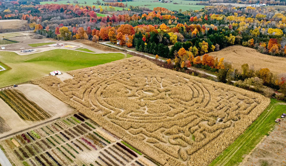This Farm Near Toronto Is Celebrating Fall With A Giant Corn Maze, Pumpkin Picking, And Huge Festival