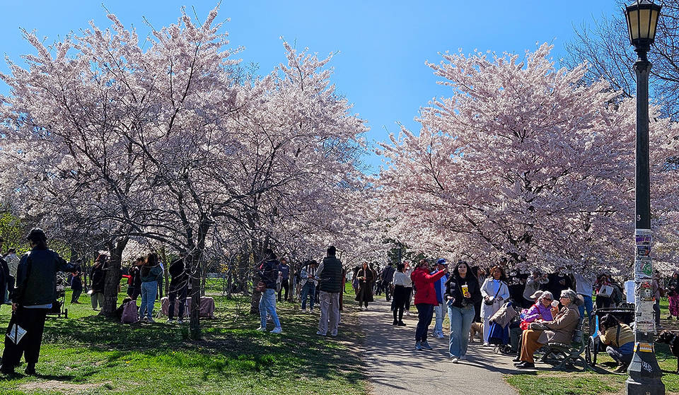 Les cerisiers emblématiques de High Park viennent d’atteindre une nouvelle étape cruciale — Voici quand tu peux t’attendre à la pleine floraison à Toronto