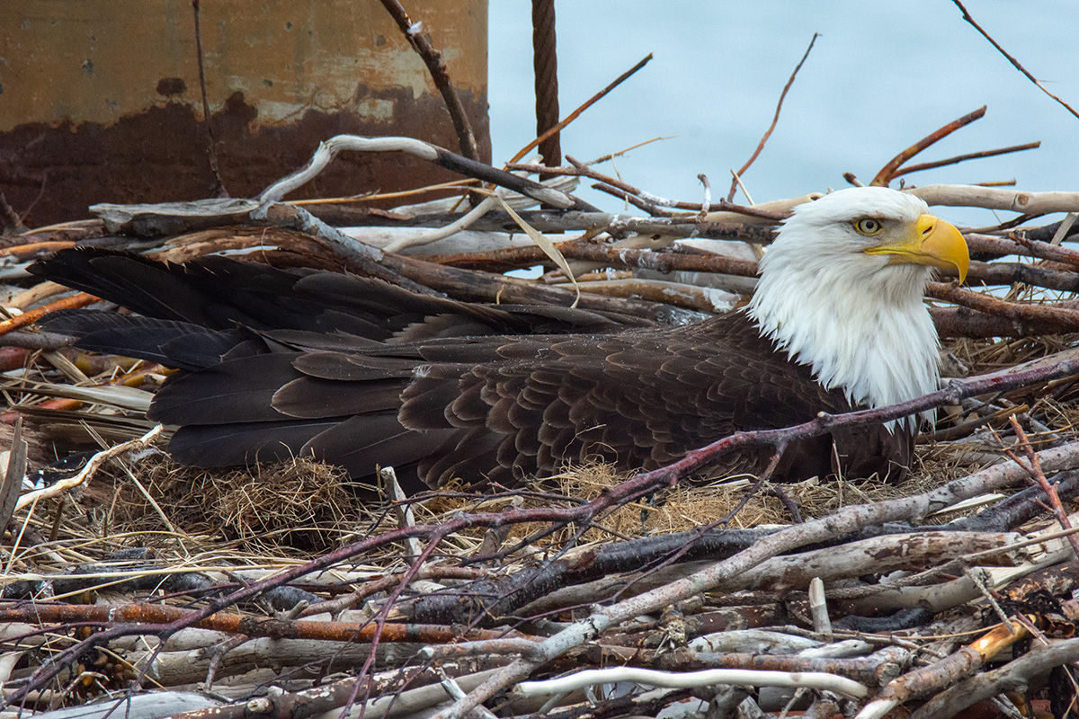 A Bald Eagle Nest Was Spotted In Toronto For The First Time In Recorded