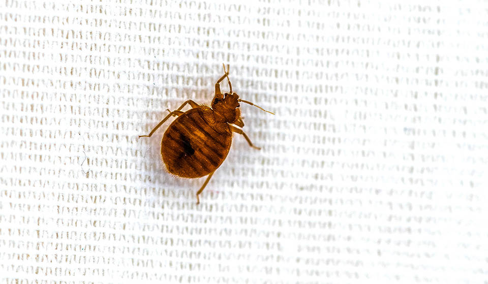 Toronto Ranked The Worst City In Canada For Bed Bugs