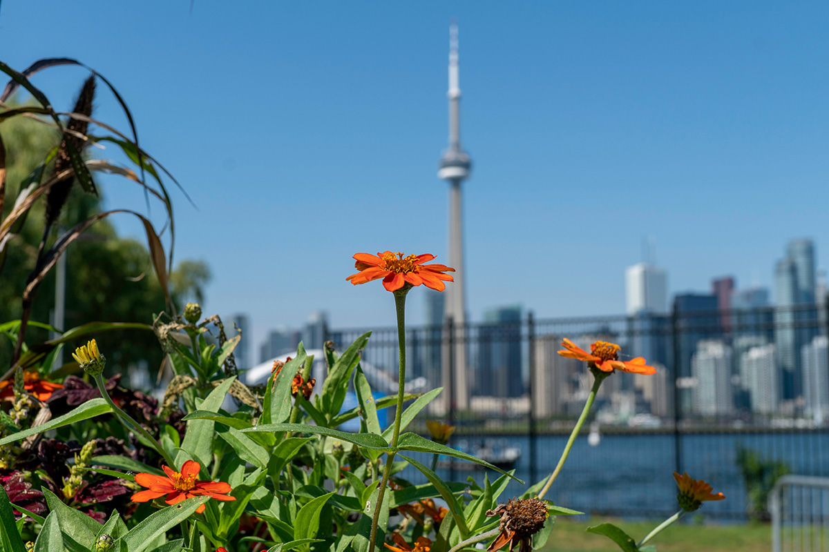 Toronto Is In For Another Wild Week Of Temperature Swings Including A ...