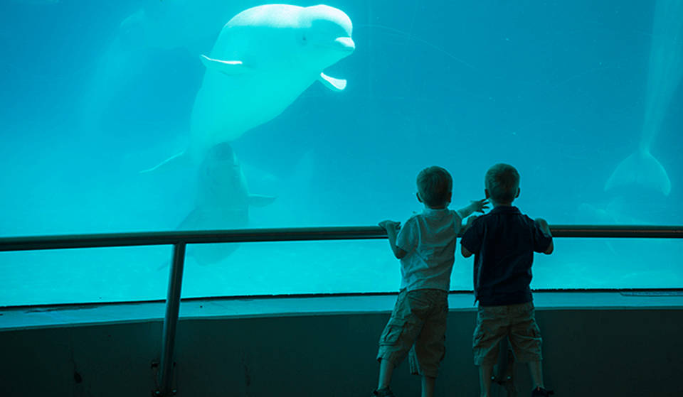 Ontario’s Controversial MarineLand Will Soon Reopen Without Animals And Attractions