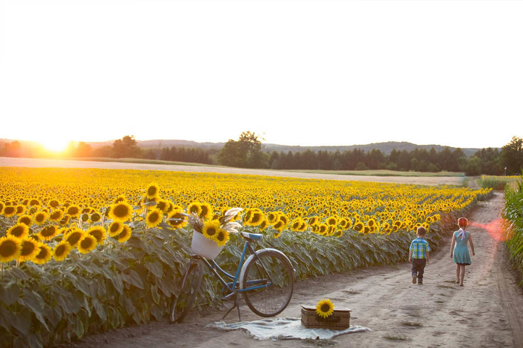 Le champ de tournesols le plus Instagrammable près de Toronto est de retour cet été avec un énorme festival