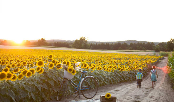 The Most Instagrammable Sunflower Field Near Toronto Is Back This Summer With A Huge Festival