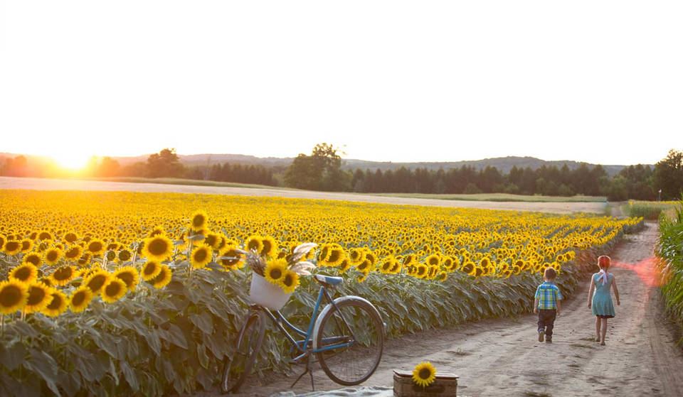 Le champ de tournesols le plus Instagrammable près de Toronto est de retour cet été avec un énorme festival