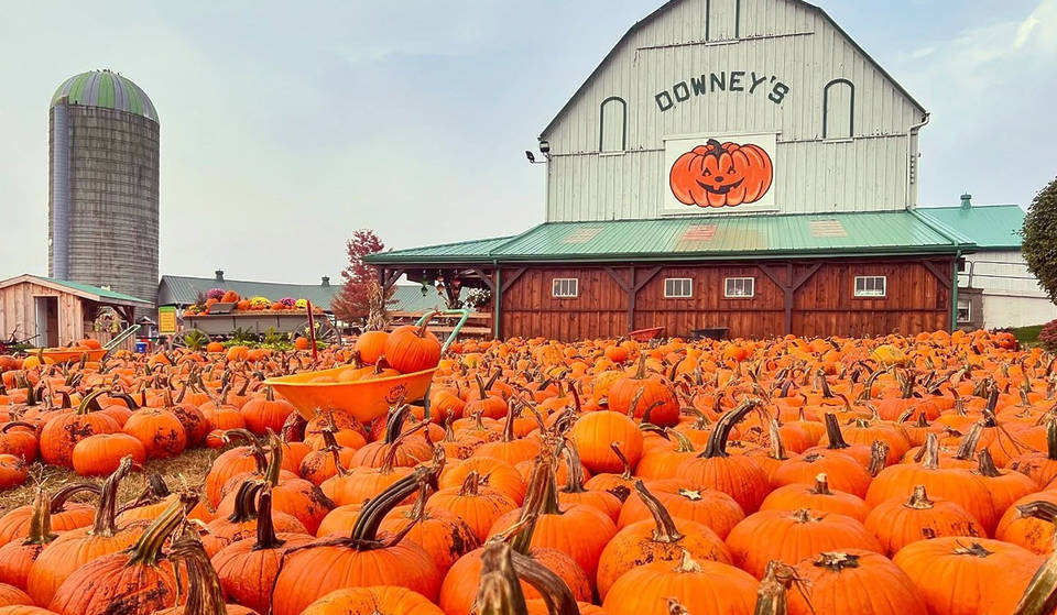 Five Charming Pumpkin Patches Near Toronto To Add To Your Fall Bucket List