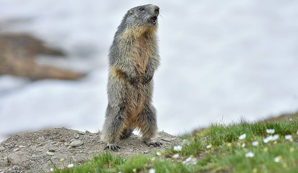 La marmotte ontarienne Wiarton Willie prédit un printemps précoce cette année