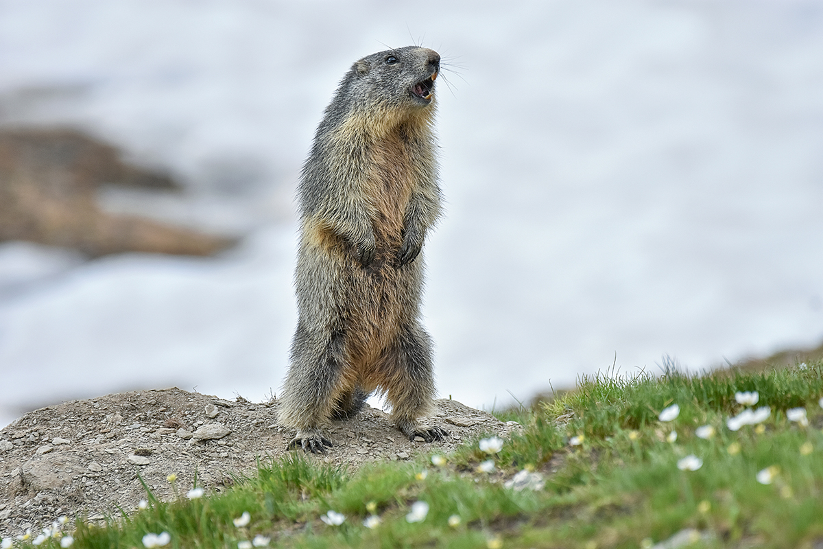 Ontario Groundhog Wiarton Willie Predicts An Early Spring This Year
