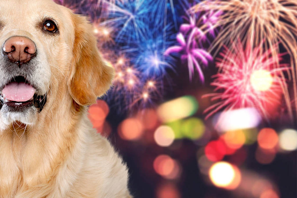 Toronto Is Hosting A Firework-Free Canada Day Drone Show Just For Pets