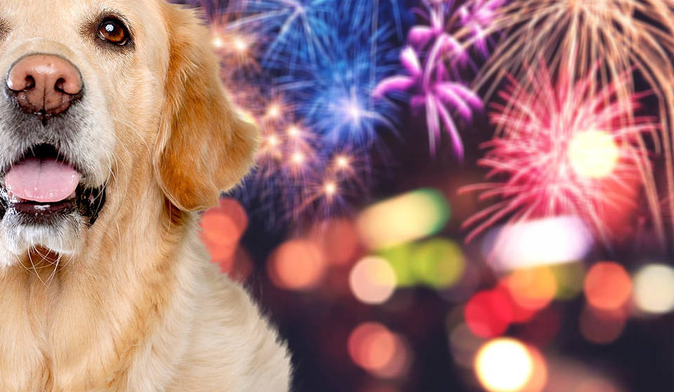 Toronto Is Hosting A Firework-Free Canada Day Drone Show Just For Pets