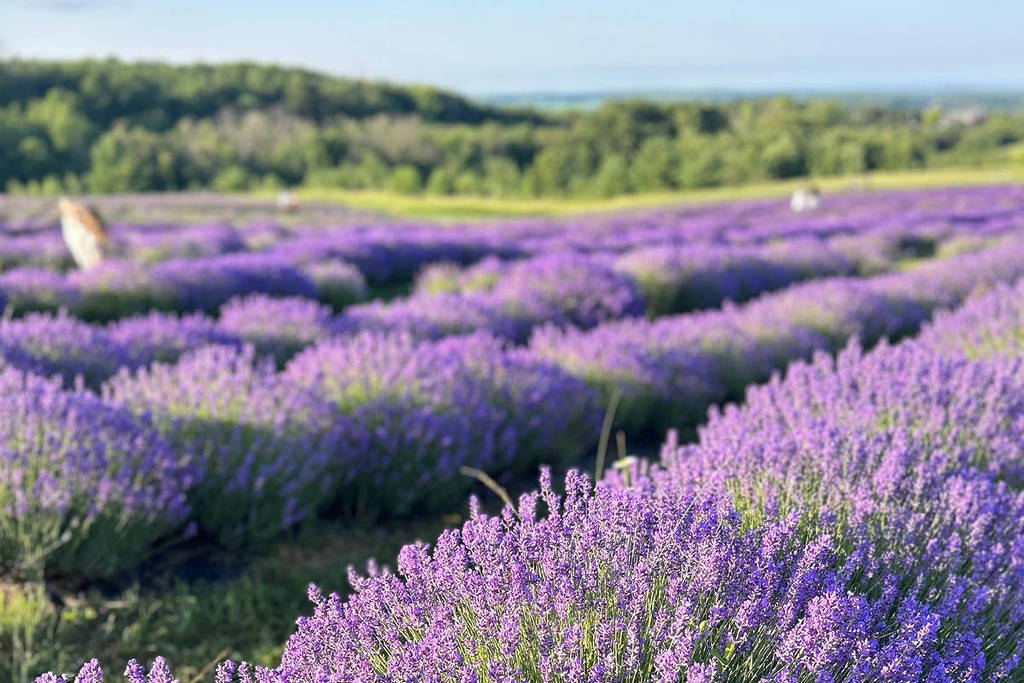 4 magnifiques champs de lavande à visiter cet été près de Toronto