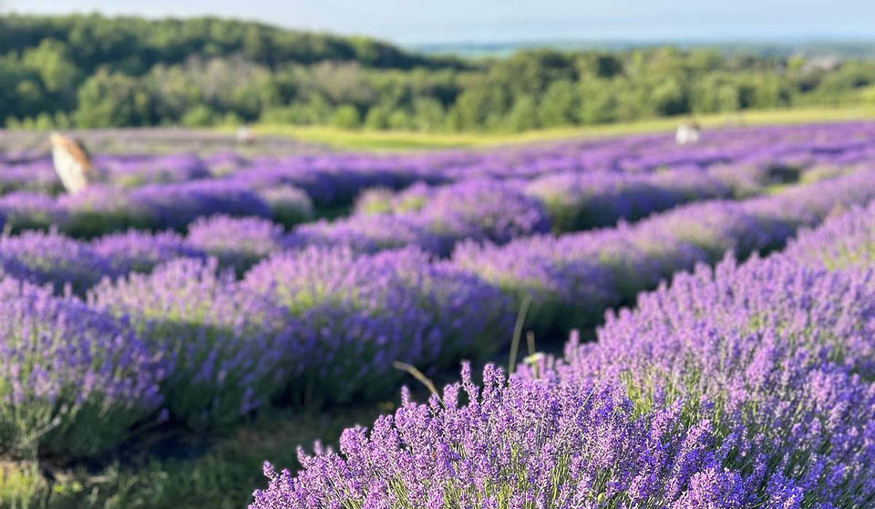 4 magnifiques champs de lavande à visiter cet été près de Toronto