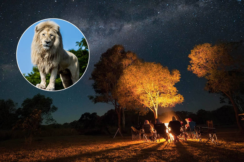 Cet été, vous pourrez camper près des lions dans le cadre de l’African Safari Experience du zoo de Toronto.