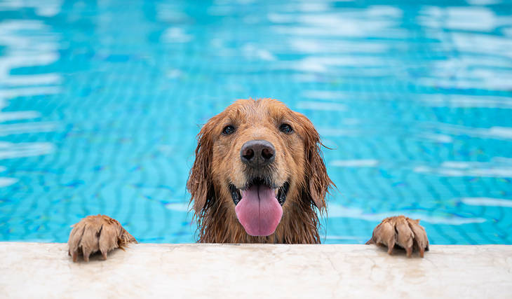 Toronto organise des séances de baignade gratuites pour les chiens dans certaines piscines en plein air à partir de ce week-end