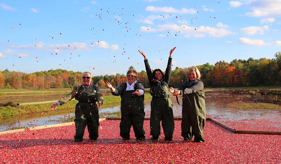 You can wade through a sea of floating cranberries at this unique fall experience 2 hours north of Toronto this fall