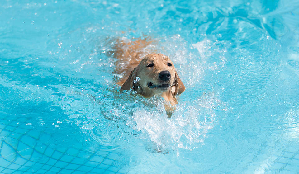 Pups Can Take Their Final Splash Of The Year At Toronto Pools This Sunday