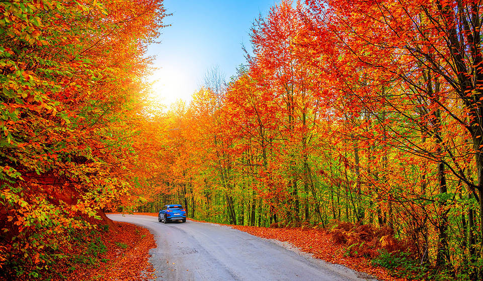 5 Scenic Fall Road Trips From Toronto To See The Best Autumn Colours