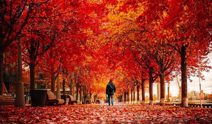 Where To See The Best Fall Colours In Toronto This Season