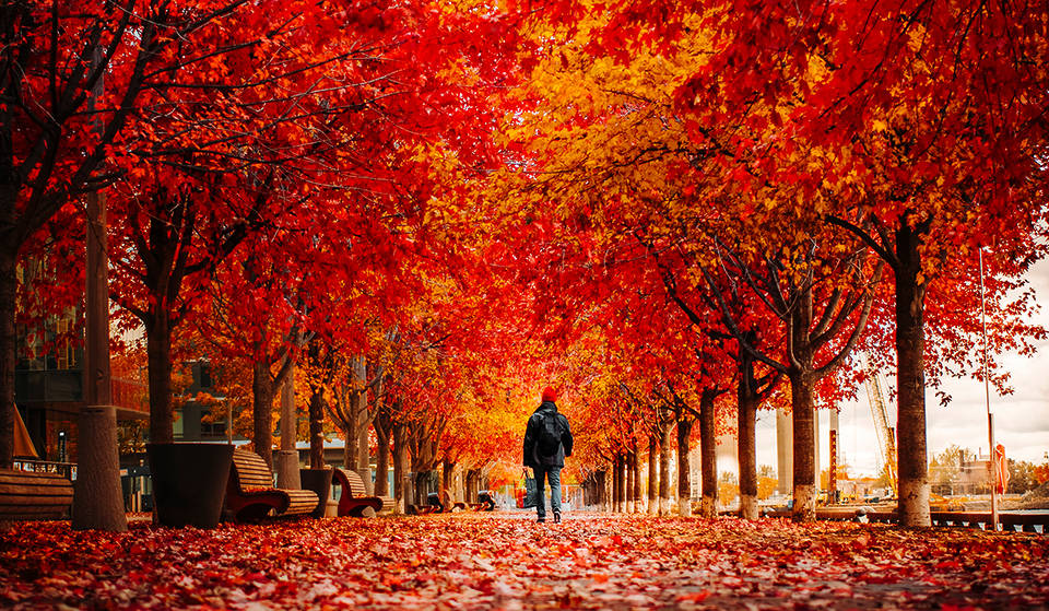 Where To See The Best Fall Colours In Toronto This Season