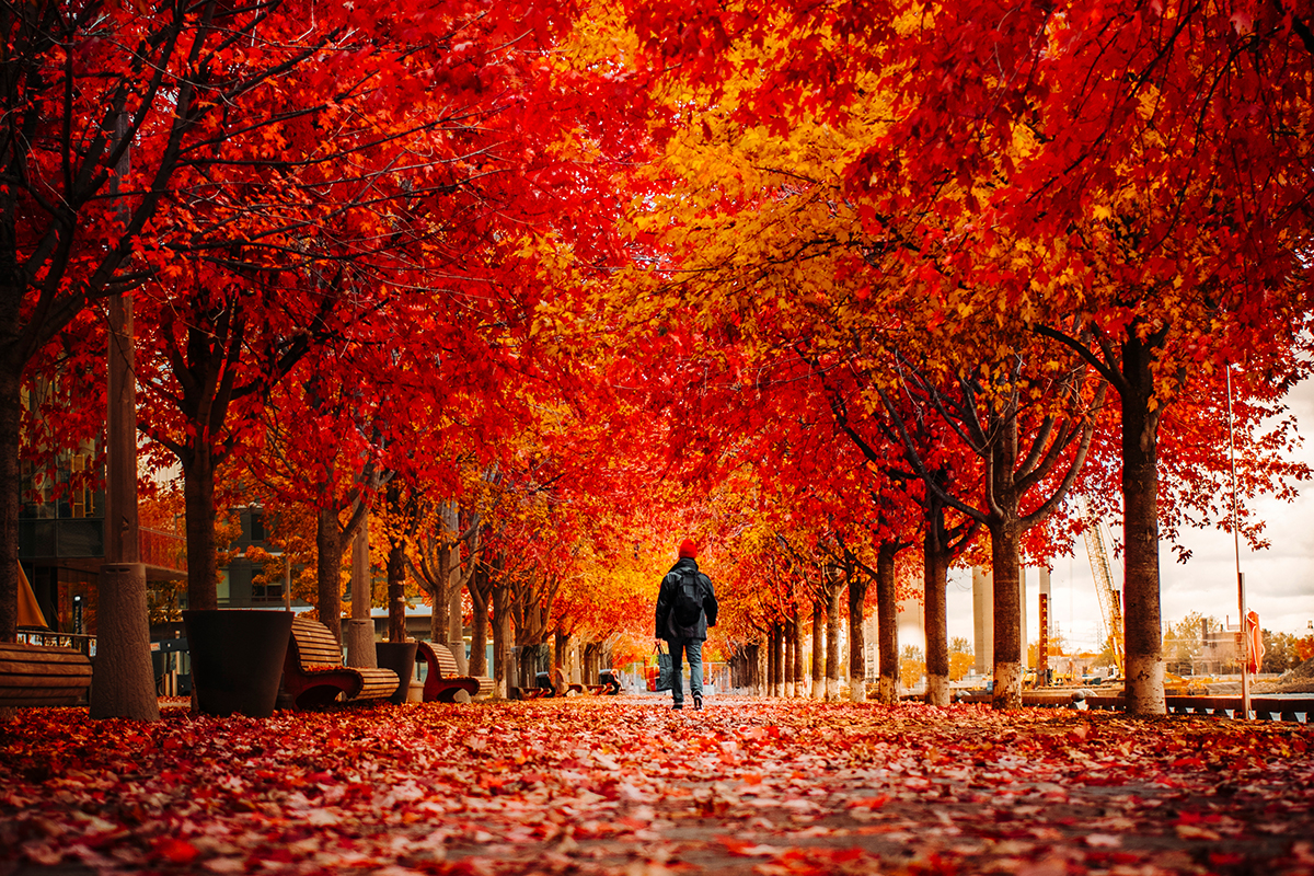 Where To See The Best Fall Colours In Toronto This Season