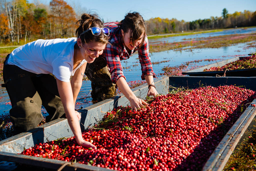 Cette petite ville au nord de Toronto organise un énorme festival de la canneberge ce week-end