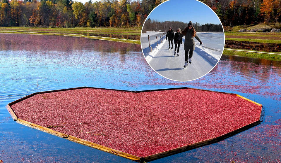 Ce sentier de patinage sur glace magique vous permet de glisser sur un lit de canneberges gelées – à seulement 2 heures au nord de Toronto