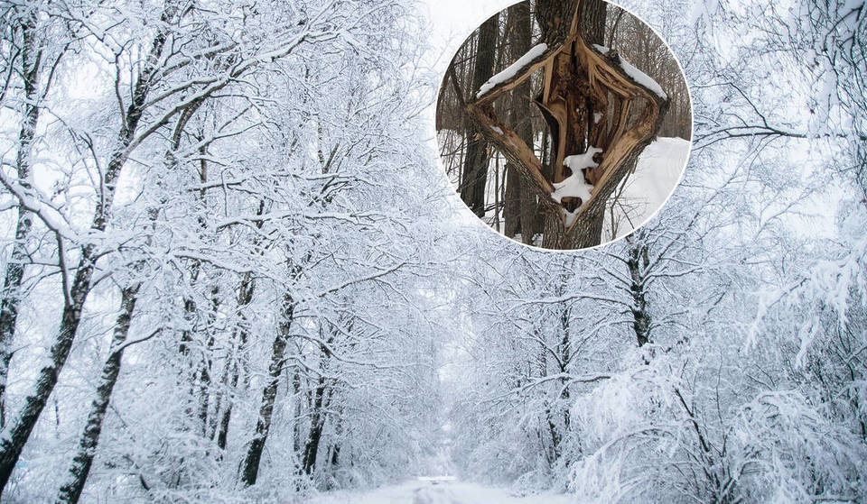 Le grand froid en Ontario pourrait faire « exploser » les arbres dans toute la province