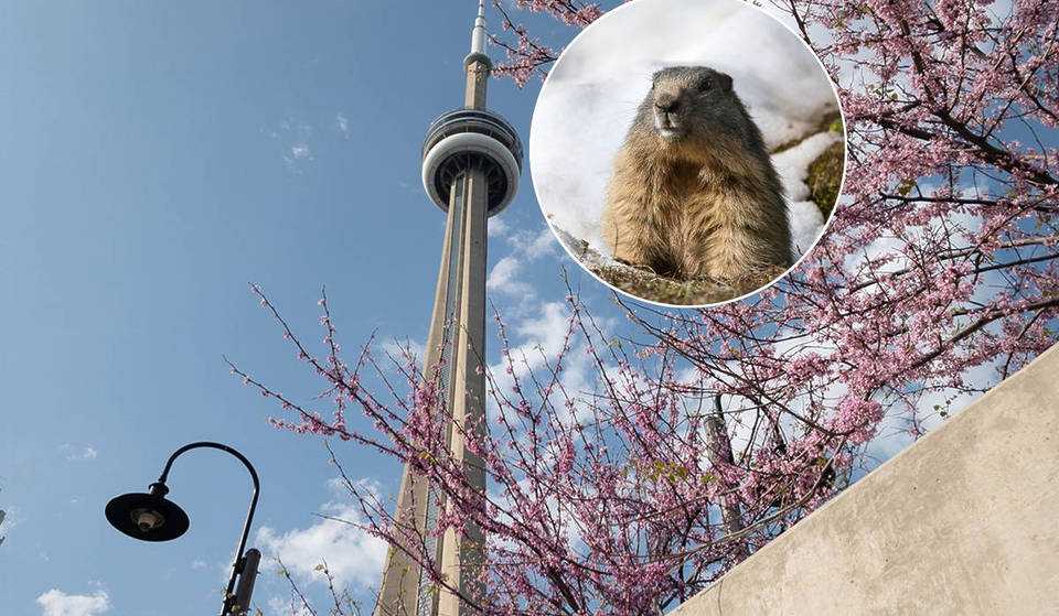 Wiarton Willie prédit un printemps précoce pour l&rsquo;Ontario, mais tout le monde n&rsquo;est pas d&rsquo;accord
