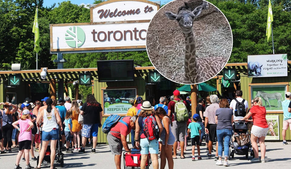 The Toronto Zoo Just Welcomed a 6-Foot-Tall Baby Giraffe – And Her Arrival Carries a Special Legacy
