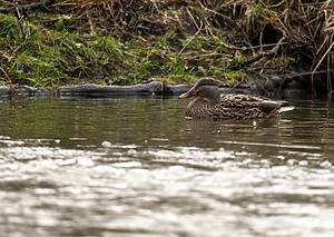 Duck