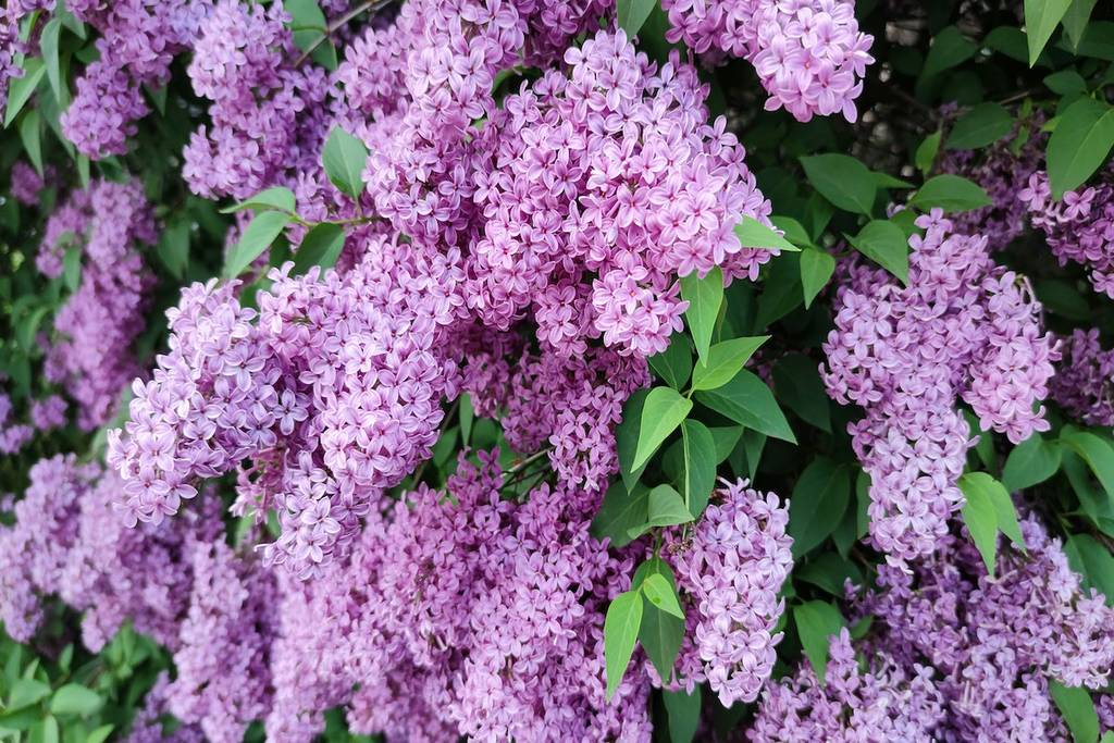 Lilacs