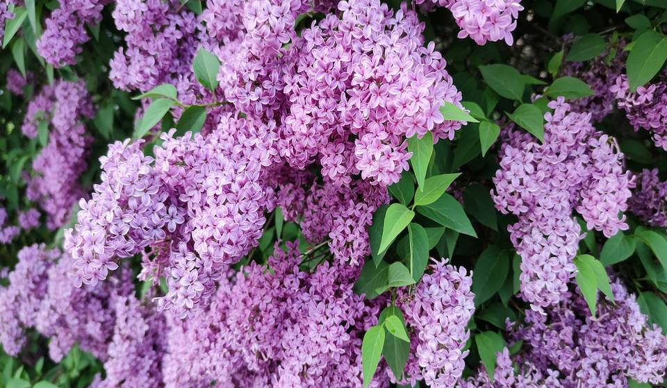 A Village That Smells Like Spring: Warkworth’s Lilac Festival Is The Day Trip You Need To Plan Now
