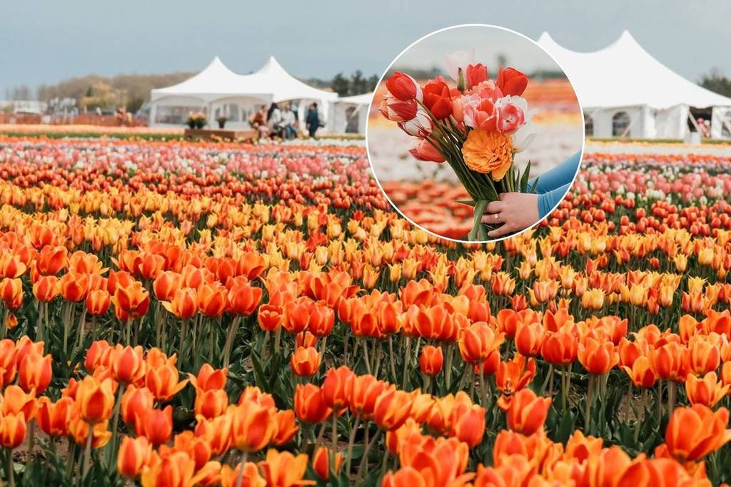Over 3 Million Tulips Will Bloom Just 90 Minutes From Toronto This Spring — And You Can Pick Your Own Bouquet