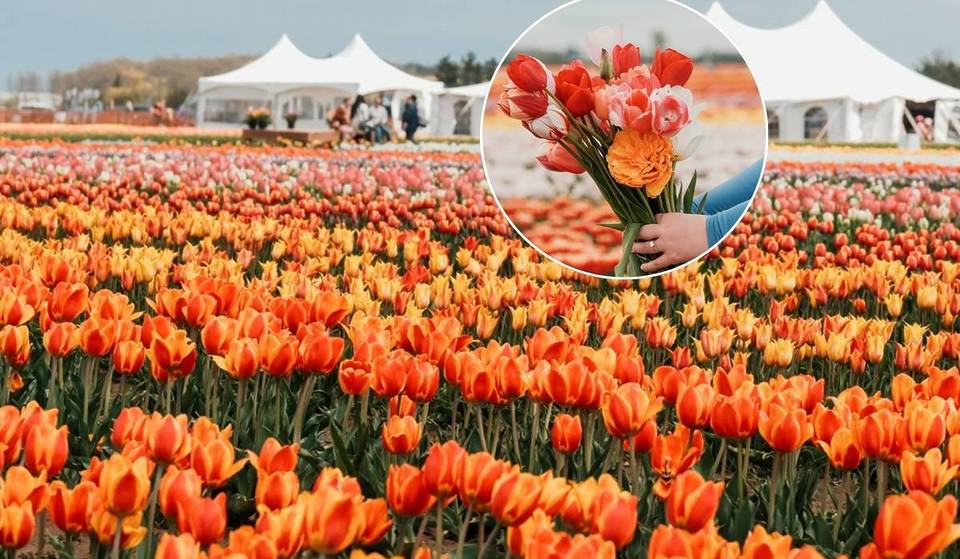 Over 3 Million Tulips Have Bloomed Just 90 Minutes From Toronto This Spring — And You Can Pick Your Own Bouquet
