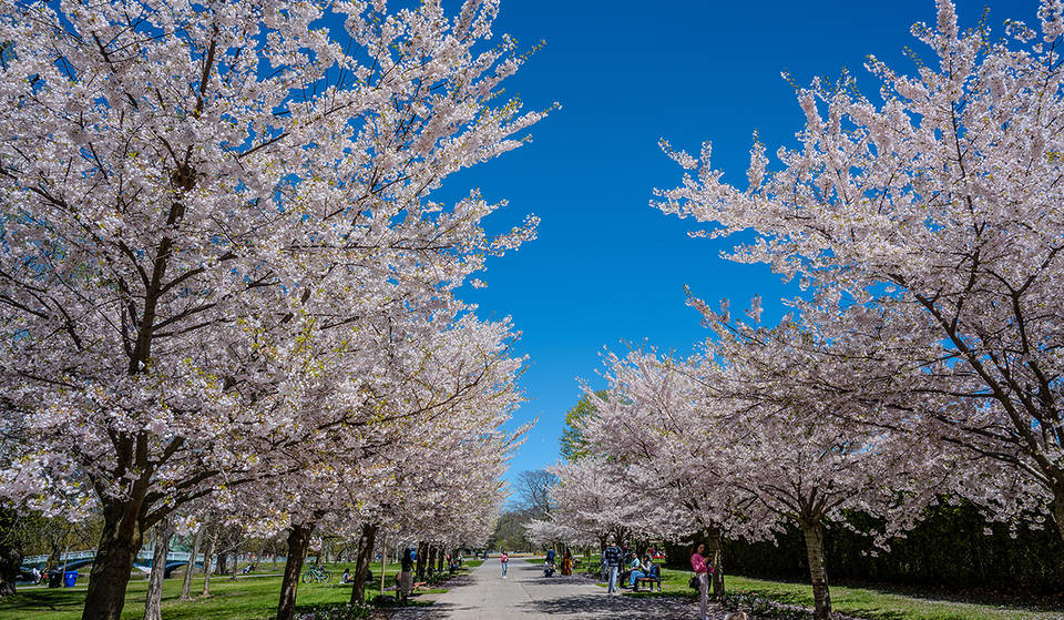 Toronto sera bientôt recouverte de magnifiques fleurs de cerisier — voici le secret pour choisir le bon moment pour ta visite