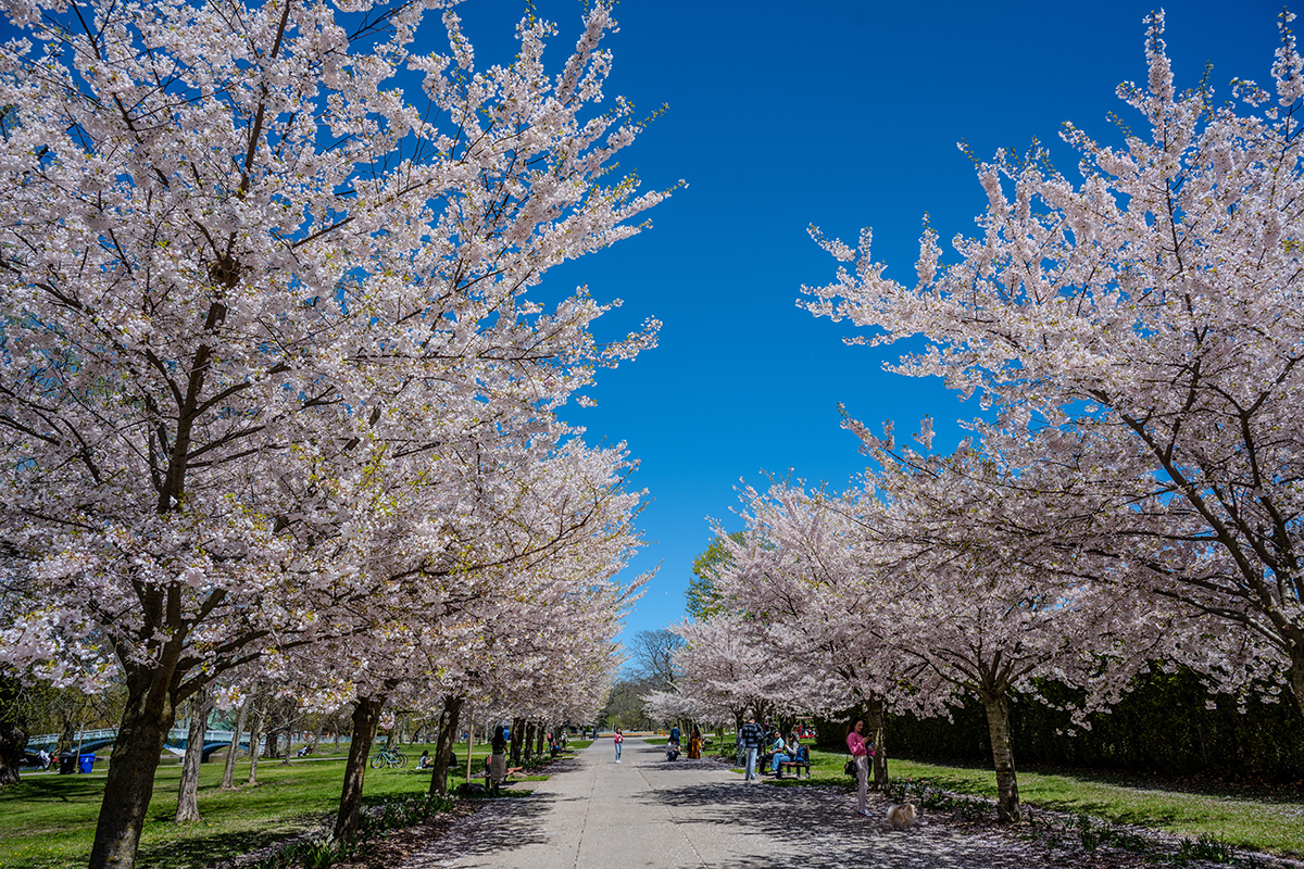 10 Magical Spots In Toronto To See Cherry Blossoms