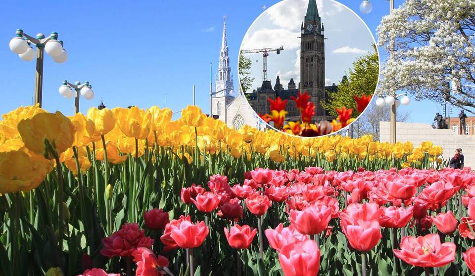 Over 1 Million Tulips Will Take Over This Ontario City In May—And It’s Completely Free To Visit